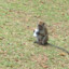 macaque with soda thrown at it