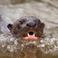 ⛧The otter of Helsinki⛧