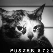 Puszek
