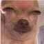 Bingus