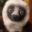 Zoboomafoo