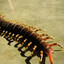 Big Crawler go go go
