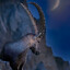 Alpine Ibex