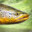Trout