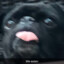 PUGMASTER9000