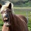 Stardead-