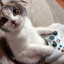 Xbox_cat1337