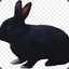 RabbitBlack