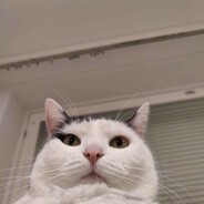 Mio Sonni