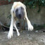 Capra