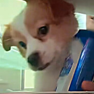 醉在泊油路的蟑螂