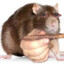 pit rat (sewer multiclass)