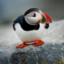 Puffin