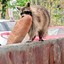 Bread Raccoon