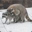 Two Raccoons