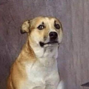 Dogjii - steam id 76561199426588738