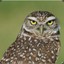 Owl Lord