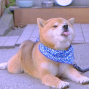 江山不及你一笑