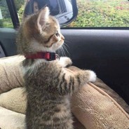 我输出拉满谁又在输出