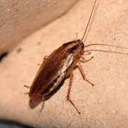 Cockroach