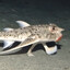 Avatar of Red-lipped batfish