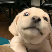 不做保枪的小狗