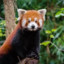 RedPanda