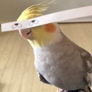 鳥保國?! 鳥甩5連鞭