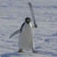 Penguino con Machete