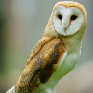 randomowl1