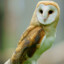 randomowl1