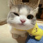 小猫老弟