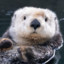 MajesticOtter-