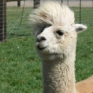 绝地枪王董承瑞