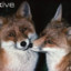 Red FOX / Vulpes Vulpes