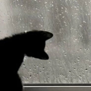 猫猫救我