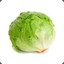 s0ggy lettuce