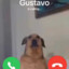 GUSTAVO