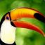 Terminal Toucan