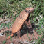 PÉBINHAA