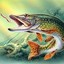 esox_PL