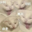 挪威冰鲜三文鱼
