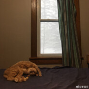 外星球的皮卡羊