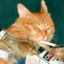 Gato Porro