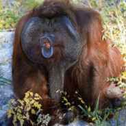 Orangutan