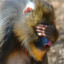 MarkTheMandrill