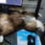 My Cat Sleep near my Mouse