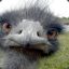 woolllybully_EMU