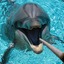Stoned Dolphin