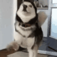 打赢我的枪再说